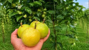 Passion Fruit