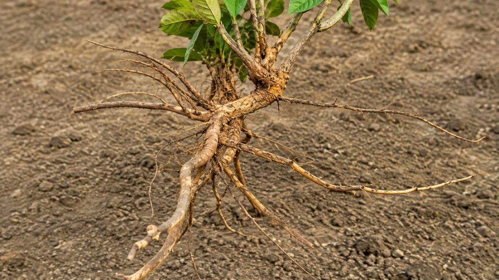 Ashwagandha root