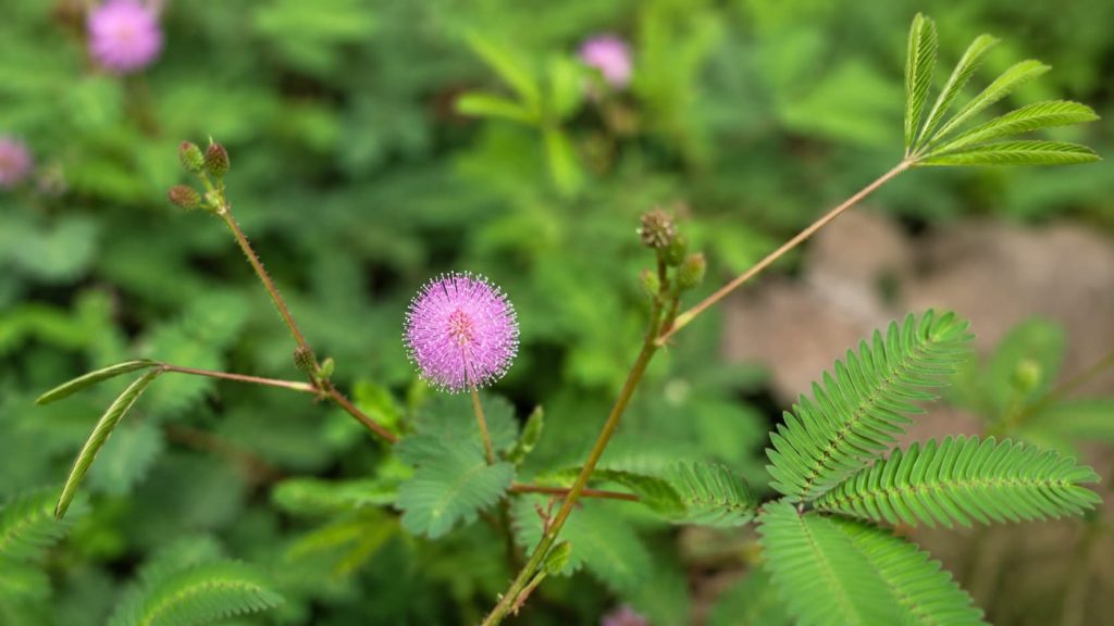 Mimosa Pudica