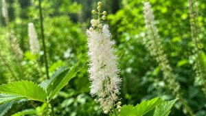 Black Cohosh