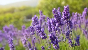 Lavender