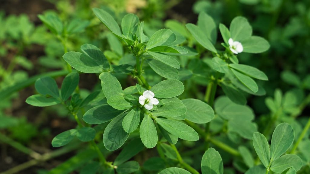 Fenugreek