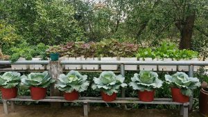 Sharing a Little Experience Growing Cabbage 