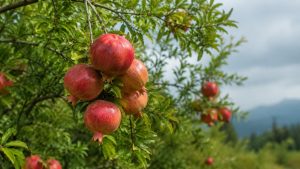 Pomegranate tree