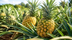 Pineapple