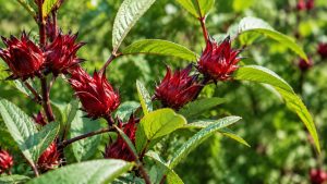 Hibiscus