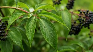 Elderberry leaves with serrated edges and a fresh green color.