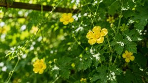 bitter melon flower