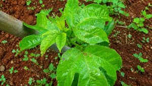 Passion Fruit