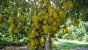 High-yielding jackfruit tree