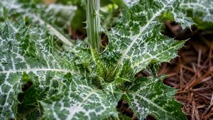 milk thistle leaf
