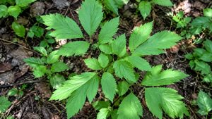 Black Cohosh