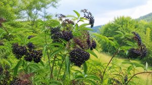 A tall, woody elderberry plant with sturdy branches and green foliage.