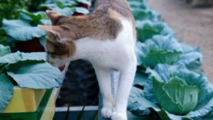 Sharing a Little Experience Growing Cabbage 