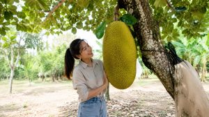 Jackfruit variety that produces giant fruits