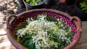 elderberry