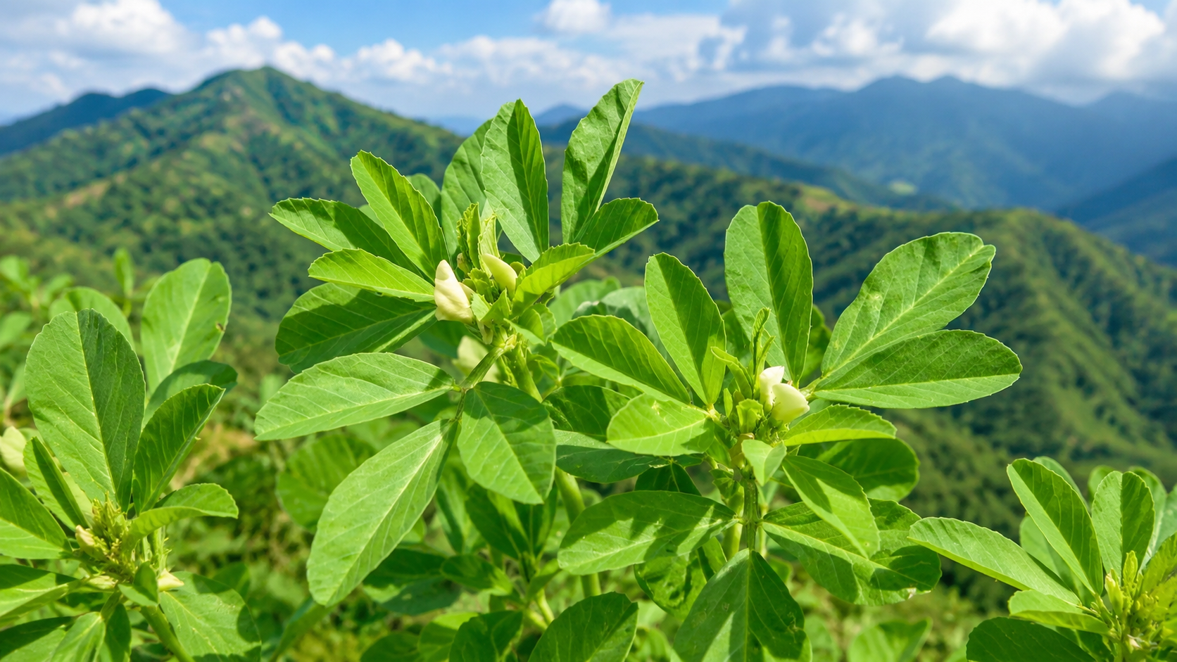 Fenugreek