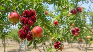 Pomegranate