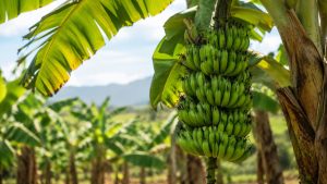 Banana