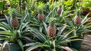 Growing pineapples in pots
