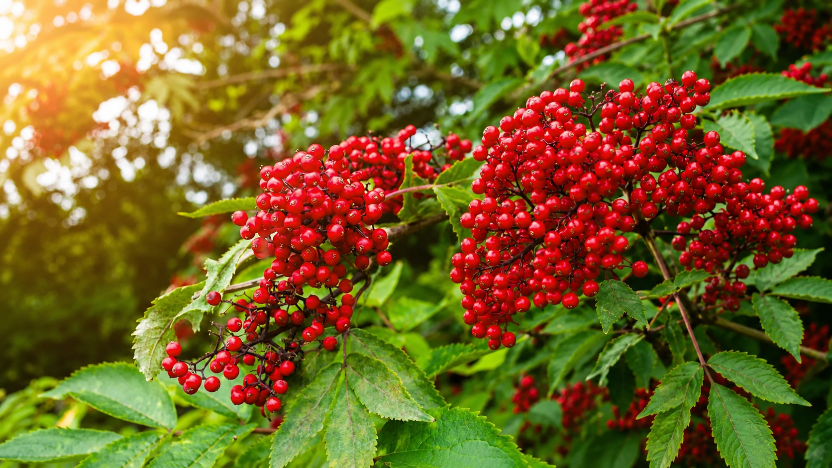 elderberry
