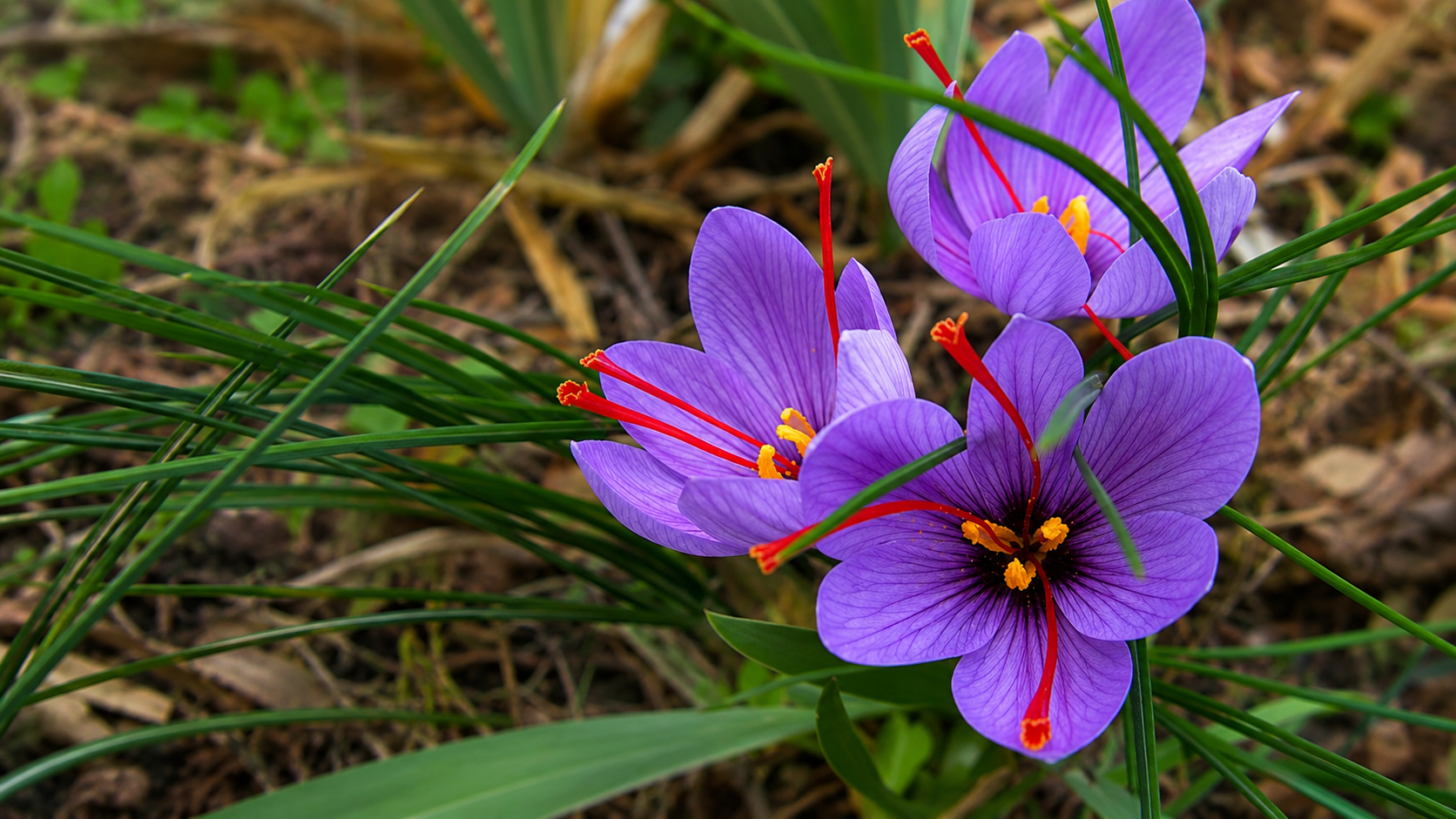 Saffron