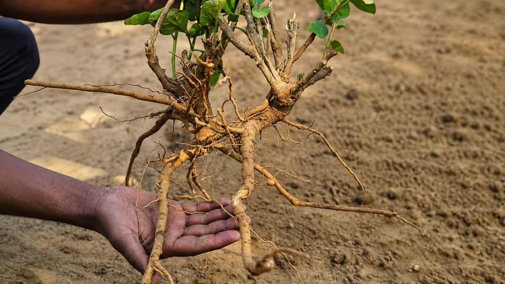 Ashwagandha