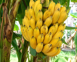 Banana fruit