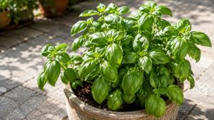 Basil