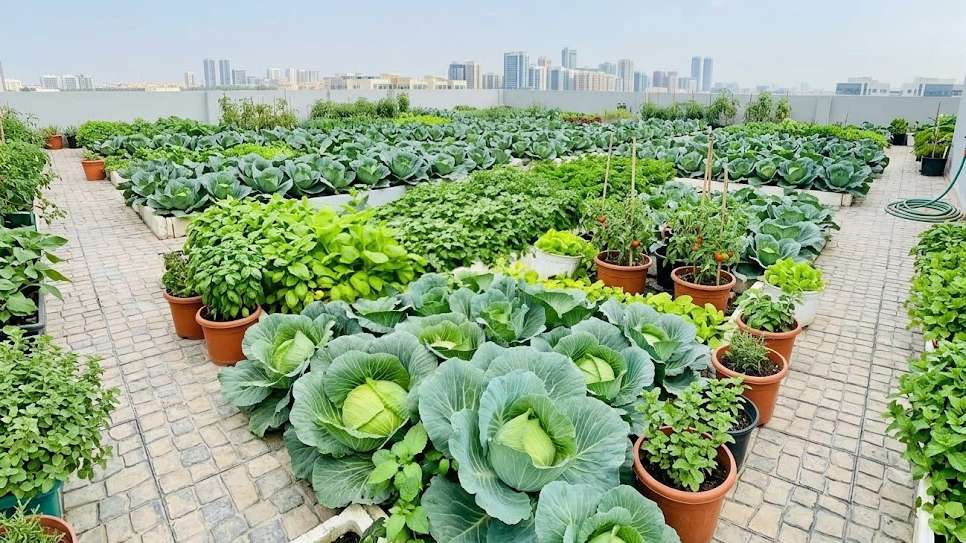 Cabbage