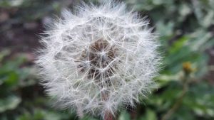 Image of a dandelion
