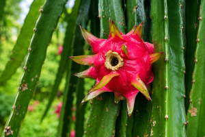 Dragon fruit (1)