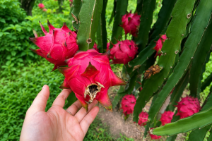 Dragon fruit (3)