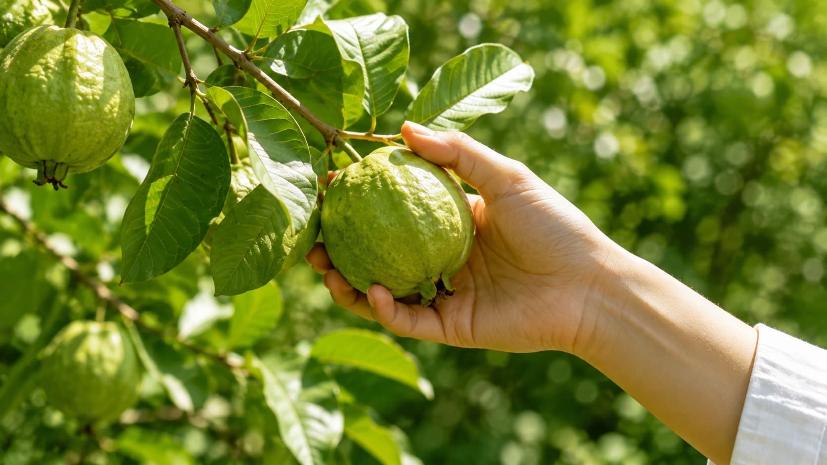 Guava