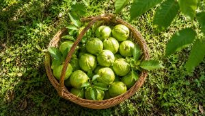 Guava
