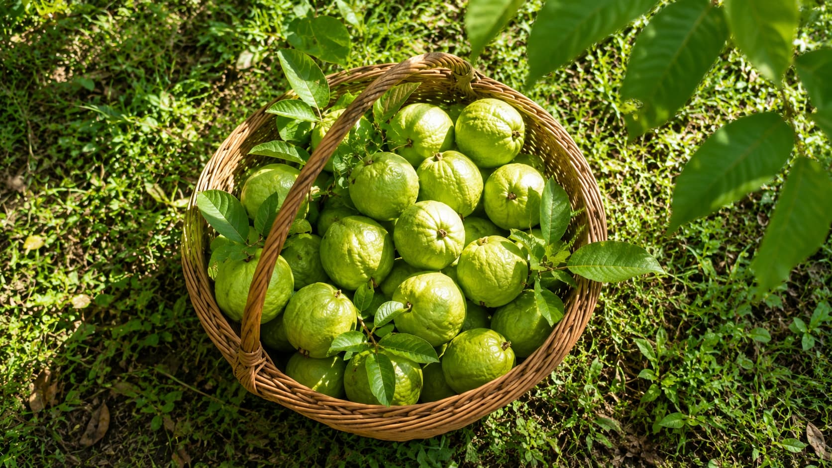 Guava