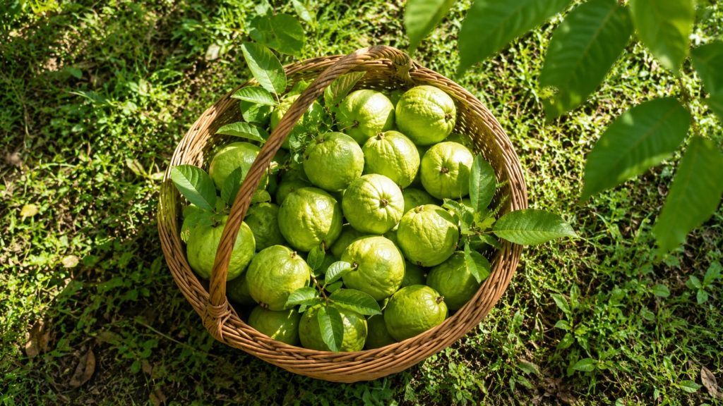 Guava