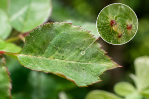 How Do You Get Rid of Mites on Plants