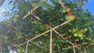 How to Grow Tomatoes
