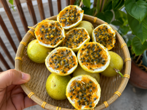Chanh dây (3)