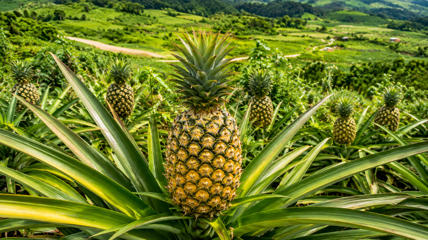 Pineapple (1)