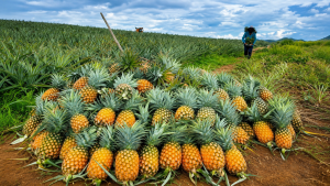Pineapple (3)