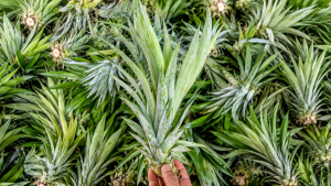 Pineapple (4)