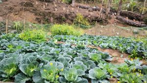 Sharing a Little Experience Growing Cabbage