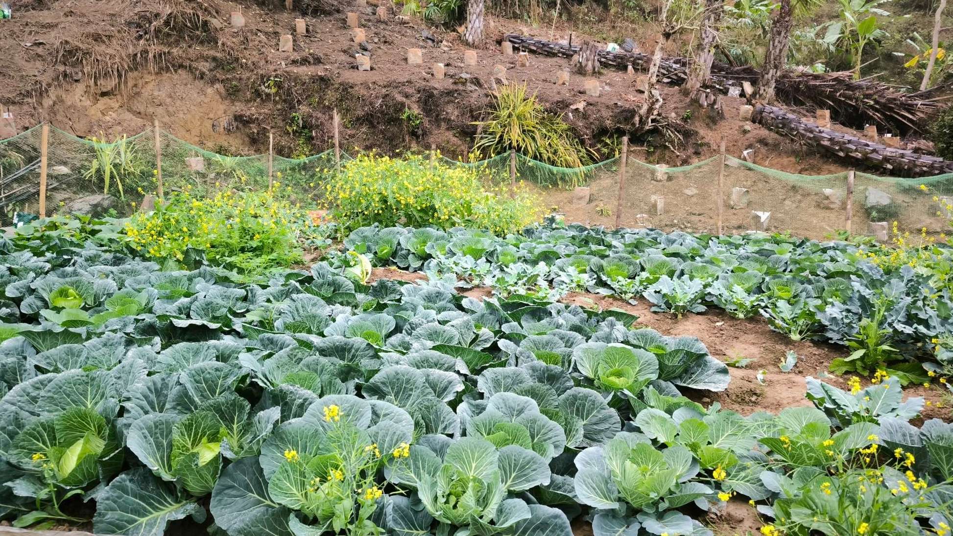 Sharing a Little Experience Growing Cabbage