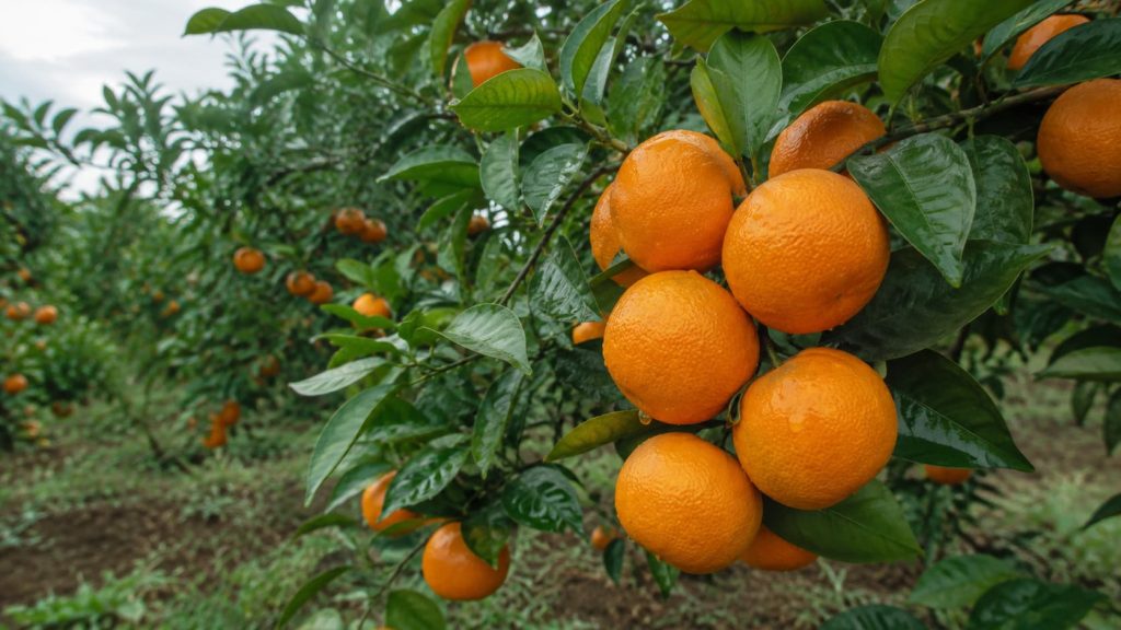 Tangerine
