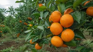 Tangerine