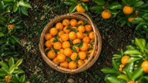 Tangerine

