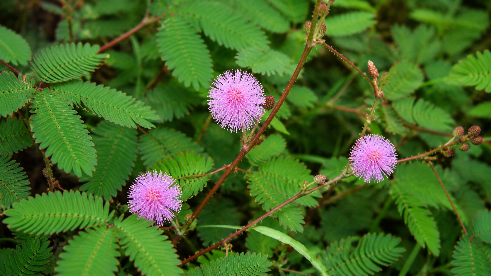Mimosa Pudica