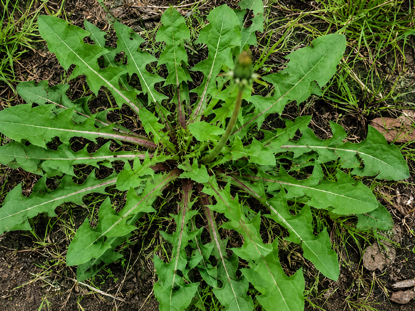 Dandelion